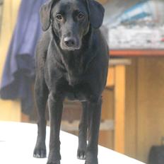 Blanding af racer Bette