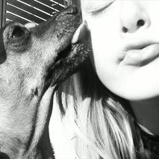 Dvaergpinscher Nuller - RIP†