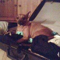 Dvaergpinscher Nuller - RIP†