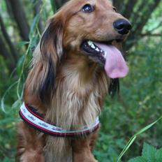 Gravhund Opalina's Maldini