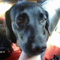 Labrador retriever Sako