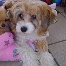 Chinese crested powder puff Joy