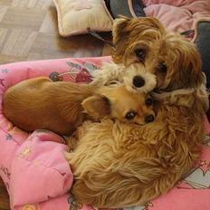 Chinese crested powder puff Joy