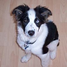 Border collie Nico