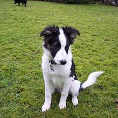 Border collie Nico