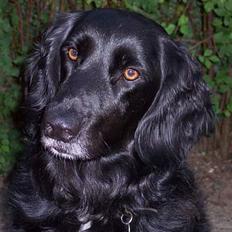 Blanding af racer Eico