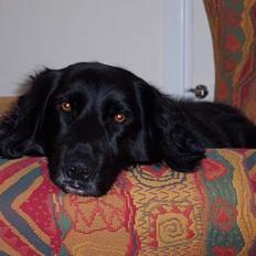 Blanding af racer Eico