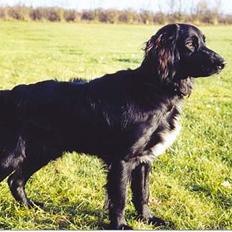 Blanding af racer Eico