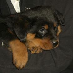 Rottweiler Frida