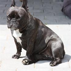 Fransk bulldog Aja