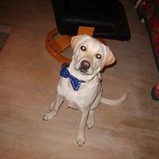 Labrador retriever Bongo