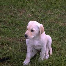 Labrador retriever Bongo