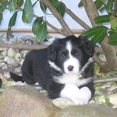 Border collie Ungerne 2007