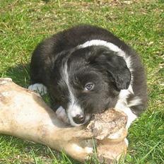 Border collie Ungerne 2007