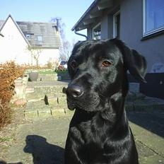 Labrador retriever Sofus (Formel 1)