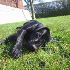 Labrador retriever Sofus (Formel 1)