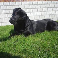 Labrador retriever Sofus (Formel 1)
