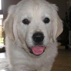 Golden retriever Louis