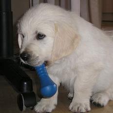 Golden retriever Louis