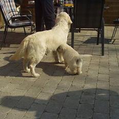 Golden retriever Louis