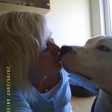 Amerikansk staffordshire terrier Joker R.I.P min skat :'(