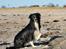 Border collie Freddy - Strandløven him self...............