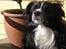 Border collie Freddy - Freddy elsker at sidde lige i solen, det nyder han rigtig meget, prøv selv at bedøm ......