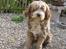 Bearded collie Bounty R.I.P - Bounty er død d. 6-2-08..... hvil i fred min elskede dreng..... 