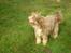 Bearded collie Bounty R.I.P - En flot ældre herrer må man sige...