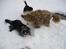 Bearded collie Bounty R.I.P - En rask snekamp og leg i sneen, det tager man ikke fejl af....  sammen med Baloo og Freddy