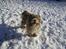 Bearded collie Bounty R.I.P - sne, det bedste Bounty ved....
