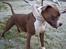 Amerikansk staffordshire terrier Aico R.I.P - Velkommen til min profil (: