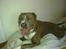 Amerikansk staffordshire terrier Aico R.I.P - Jeg har leget med  far :D