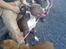 Amerikansk staffordshire terrier Aico R.I.P - Sidder sammen med far...