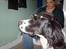 Engelsk springer spaniel Mickey - Så er jeg klar til at score damer:)