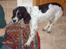 Engelsk springer spaniel Mickey - Leger:)