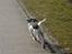 Engelsk springer spaniel Mickey - Kom tilbage!!  Nej som om jeg gider:)