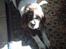 Engelsk springer spaniel Lucky