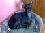 Engelsk toy terrier Fifi Gong Gong    - Ligger lige og inspisere de nye gemakker ;0)