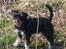 Dvaergschnauzer * ( `´SINDY`´ ) * RIP 25.07.13 - En dejlig tur i Sverige d 01.04.07