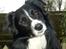 Border collie Freddy - Min smukke Freddy........sommer 08