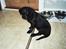 Labrador retriever Tjalfe - Tjalfe den dag vi fik ham hjem