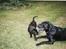 Labrador retriever Tjalfe - Tjalfe tror han kan vinde over storebror Axel
