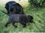 Labrador retriever Tjalfe