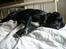Labrador retriever Lucas - zzz