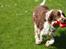 Engelsk springer spaniel oskar