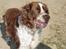 Engelsk springer spaniel oskar