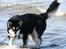 Alaskan malamute Maluq    R.I.P  august 2011 - strandtur