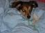 Blanding af racer Tulla *Min søsters* - Stakkels Tulla! Fra dengang hun havde sår ved venstre øje :( Det var en anden løsgående hund der bed hende :´(