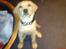 Labrador retriever (Formel 1) Kata
